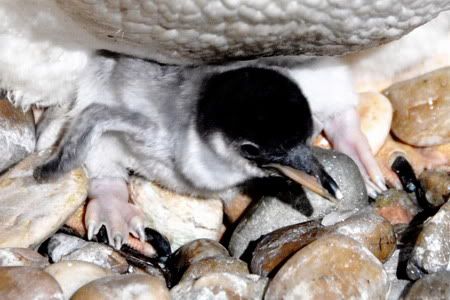 AussiE-media : Baby penguin born in Snow