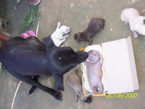 AussiE-media : Puppy Allegedly Born With a Human Like Face