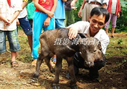 AussiE-media : baby buffalo With Two Headed