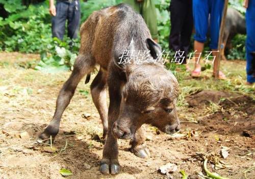 AussiE-media : baby buffalo With Two Headed