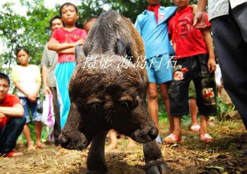 AussiE-media : baby buffalo With Two Headed