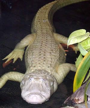 AussiE-media : Albino Alligators Stolen in Brazilian university