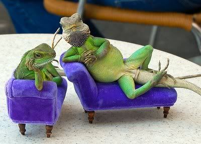 AussiE-media : amazing lizards