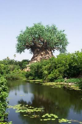 AussiE-media : amazing trees