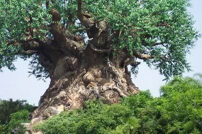 AussiE-media : amazing trees