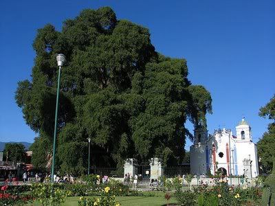 AussiE-media : amazing trees