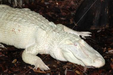 AussiE-media : Albino Alligators Stolen in Brazilian university