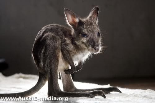 AussiE-media : Baby Kangaroo