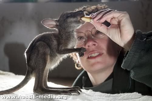 AussiE-media : Baby Kangaroo