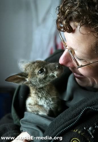 AussiE-media : Baby Kangaroo