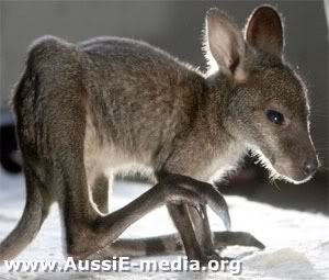 AussiE-media : Baby Kangaroo