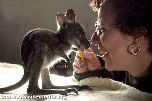 AussiE-media : Baby Kangaroo