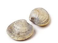 Clams Pictures, Images and Photos