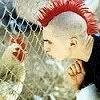 mohawk and a chicken Pictures, Images and Photos