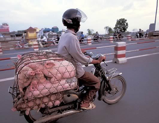 morepigs.jpg more pigs image by camillaatje