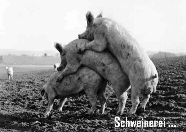 schweinerei.jpg