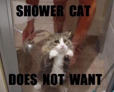 funny-cat-shower.jpg