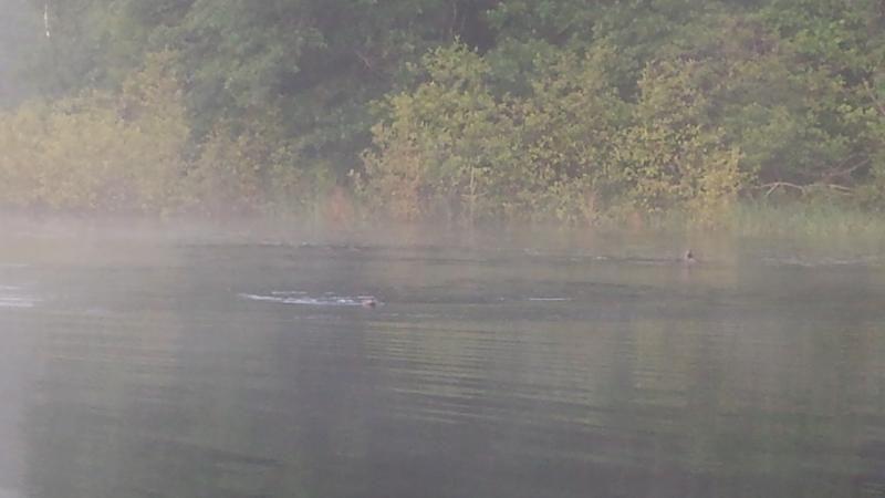 A few otters showing me where to go