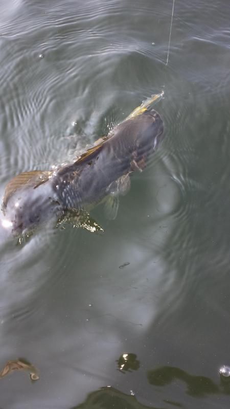 Another bass feeding beneath the surface in 20+ FOW