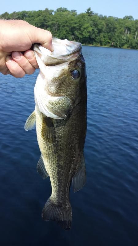 another bass that was eager to inhale a tiny crank