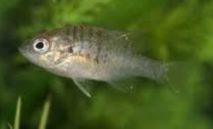bait little baby bass fish yoy fishing lakes largemouth sept aug eat smallmouth gill