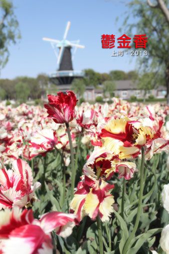  photo tulips2_zps427af115.jpg