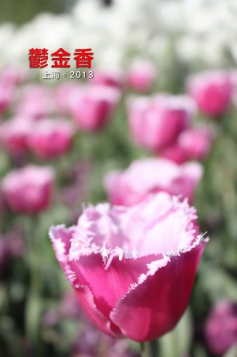  photo tulips_zps2670ec22.jpg