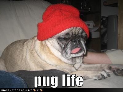 funny pug pictures. funny-dog-pictures-pug-life1.