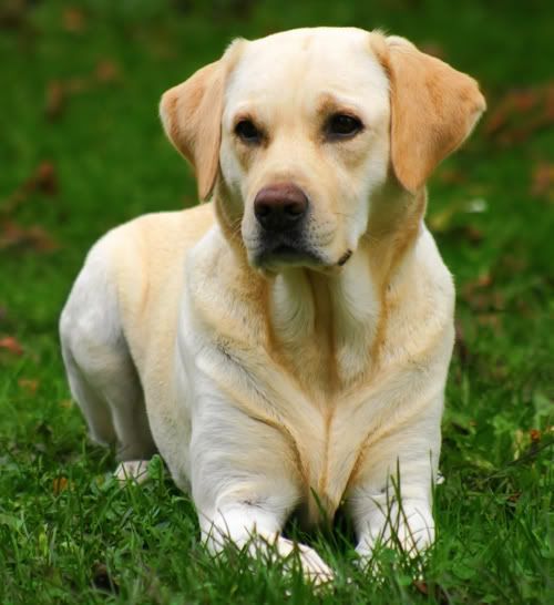 Labrador Retriever Picture