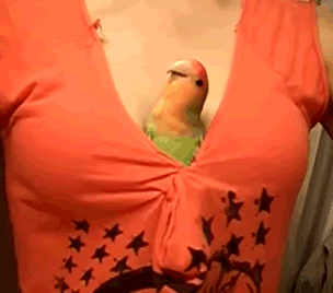 boobie-bird.gif