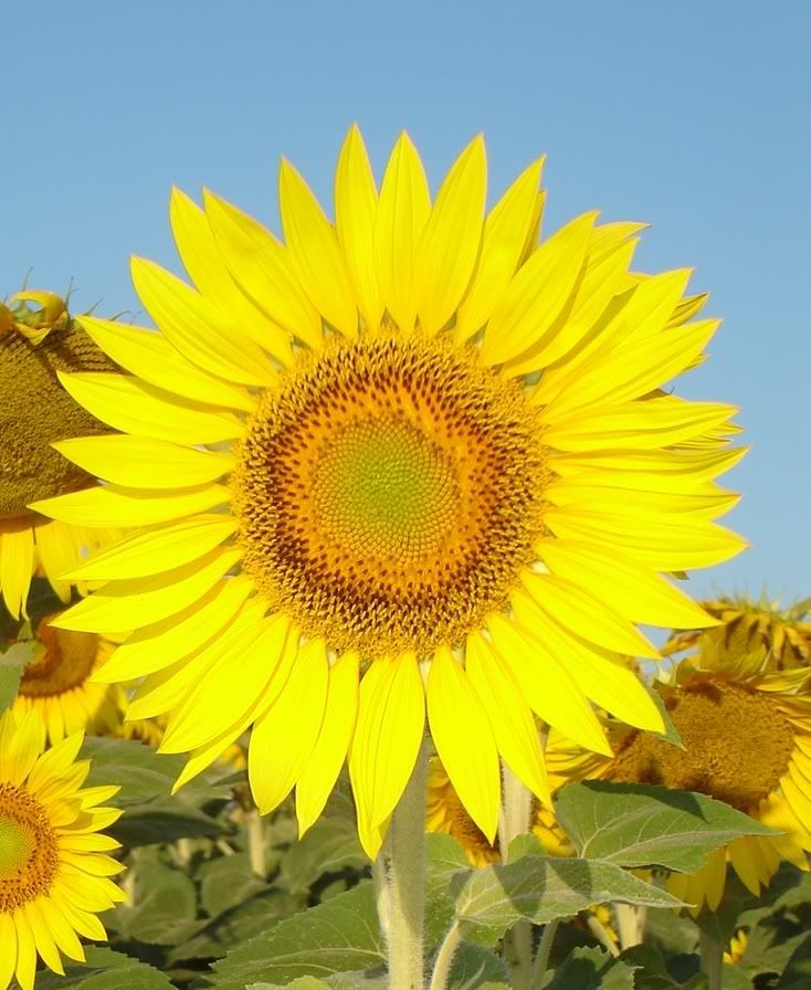 sunFlower.jpg