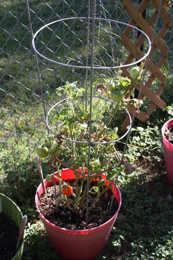 Patio Tomato Plant Nov 2012