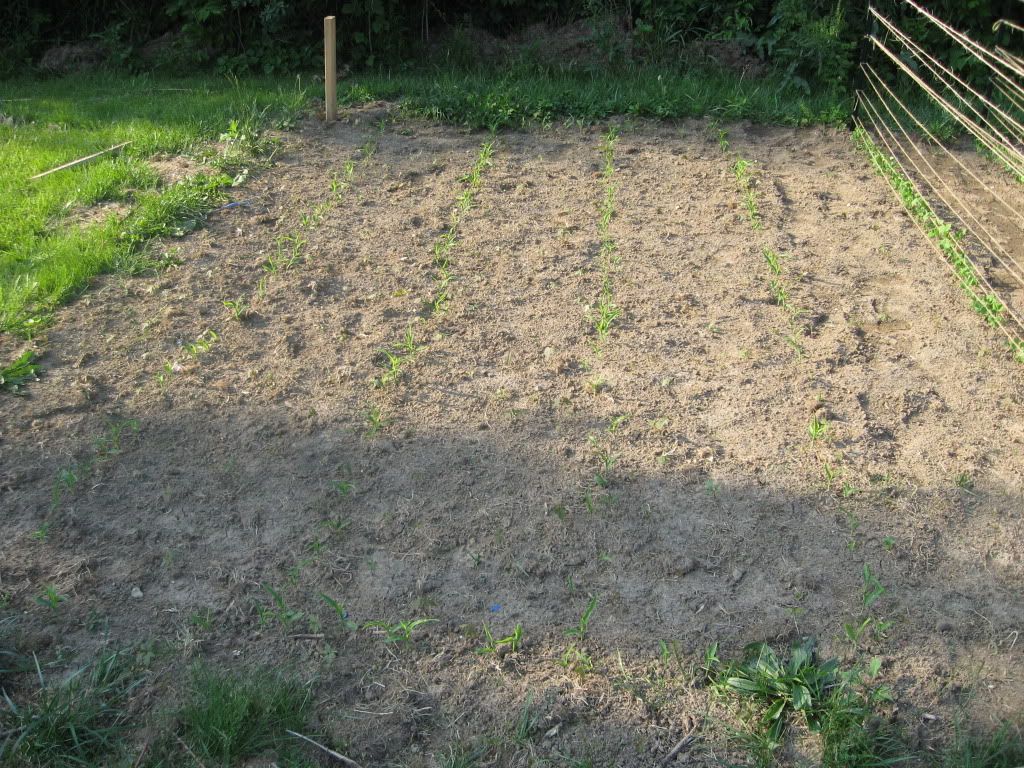 Sweet Corn 2 Weeks Old