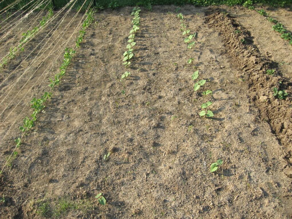 Green Beans 2 Weeks Old