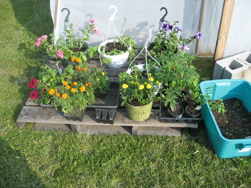 Flowers in front of greenhouse