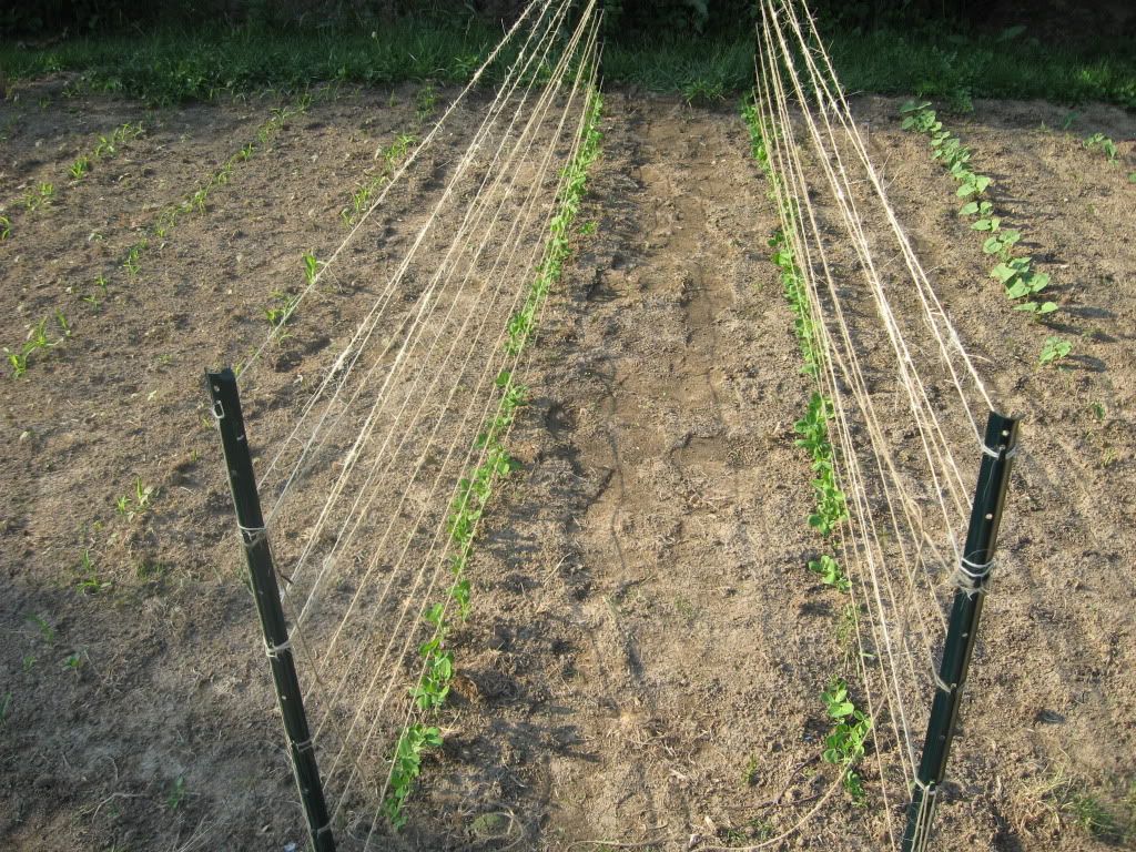 Peas 2 Weeks Old