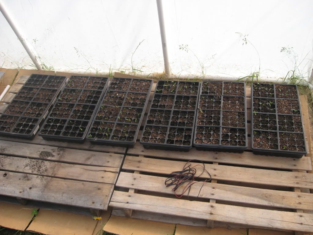 Pepper Seedlings