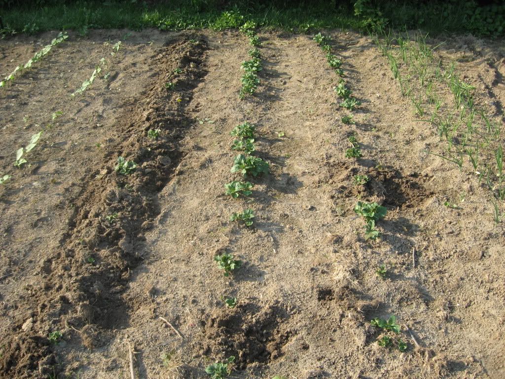 Potatoes 2 Weeks Old