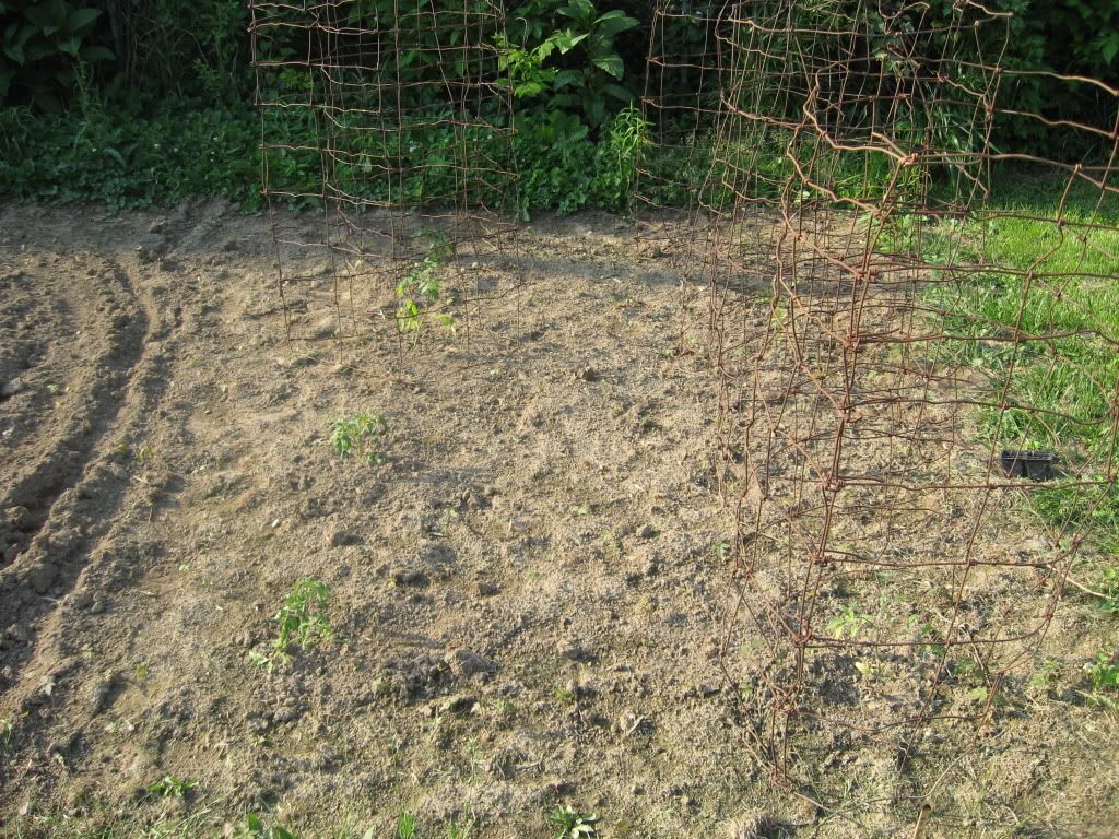 Tomato Plants 4 Weeks Old