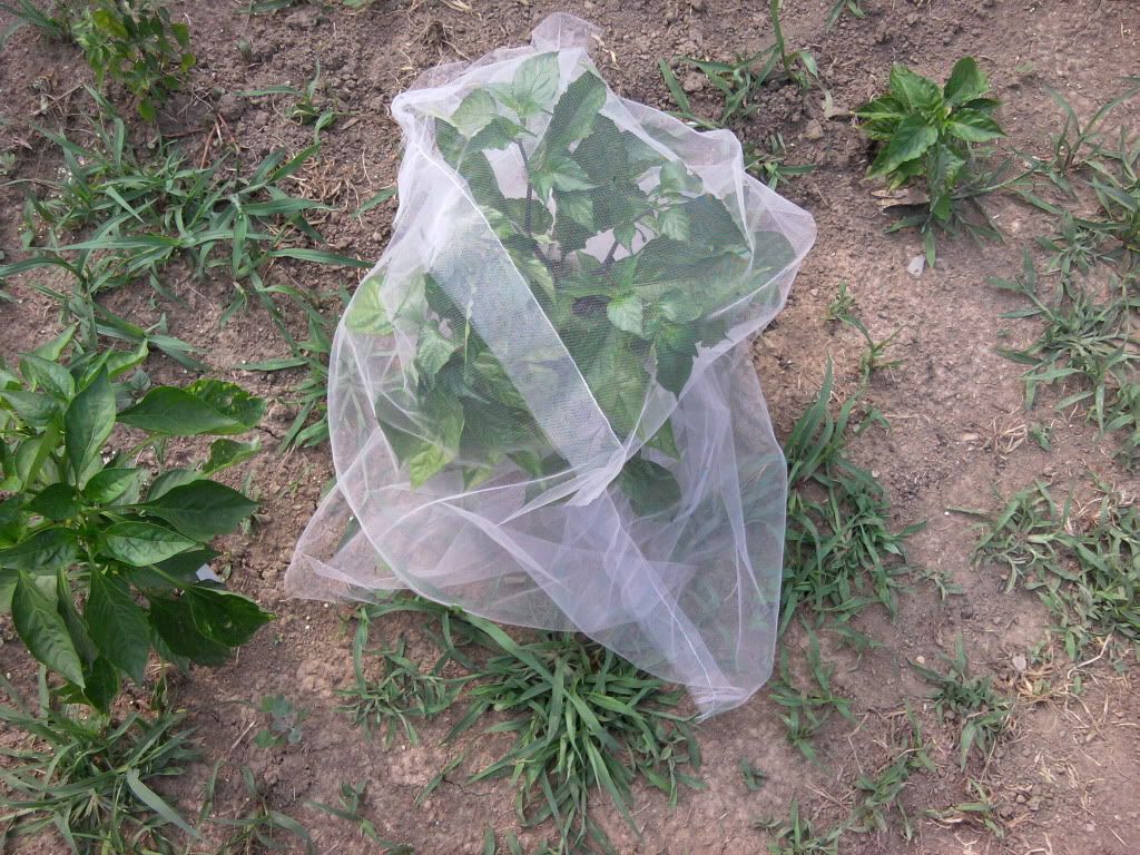 Bhut Jolokia Isolation Bag