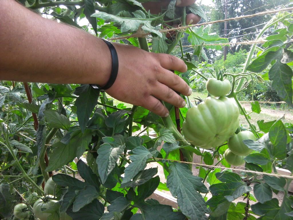 Big Red Heirloom Tomato