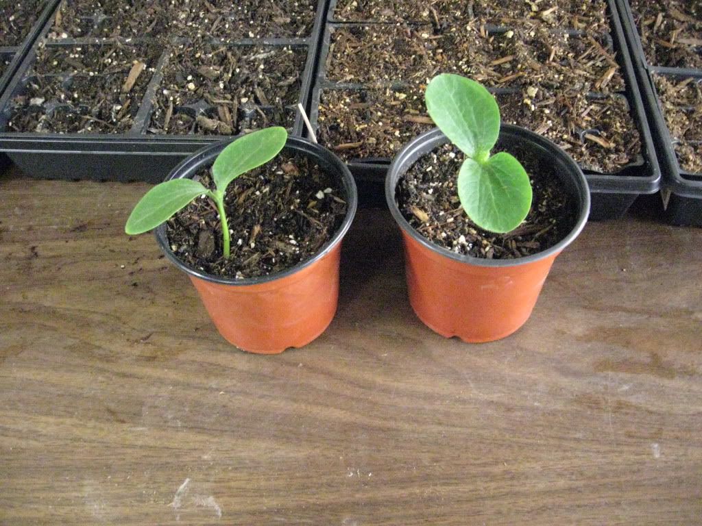 Giant Pumpkin Seedlings