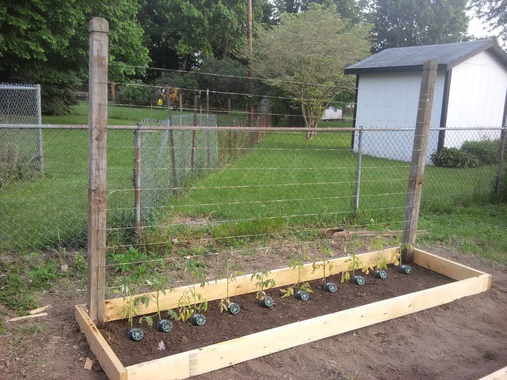 Tomato Trellis