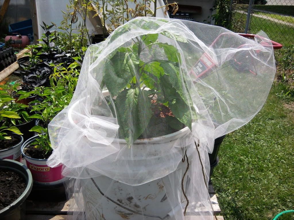 Bhut Jolokia Container