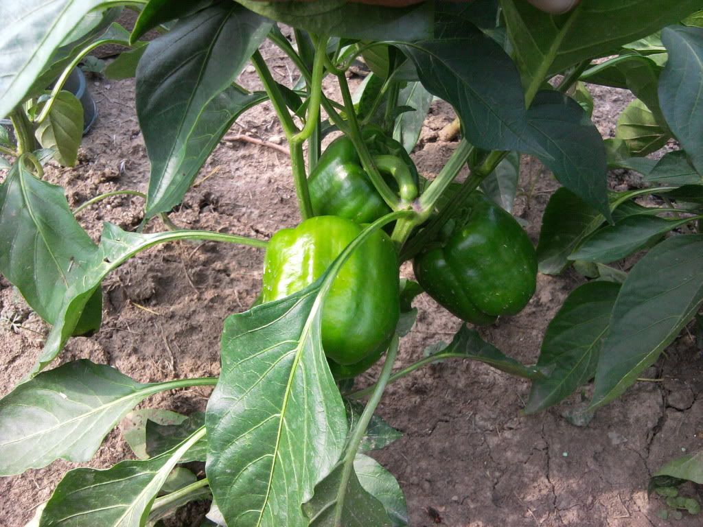 Orange Sun Bell Pepper