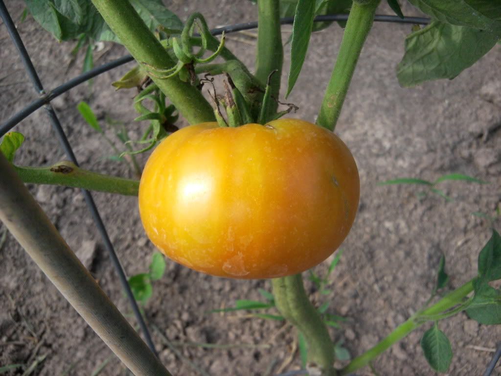 Red Oxheart Heirloom Tomato