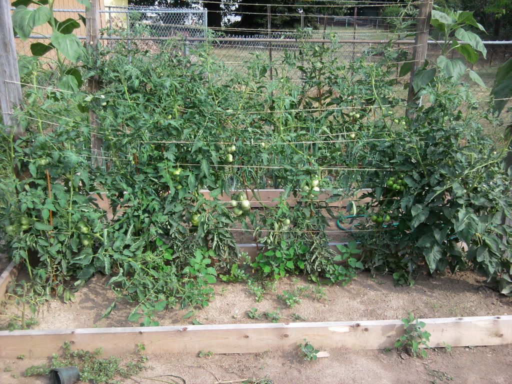 Single Stem Heirloom Tomato Garden Bed 1