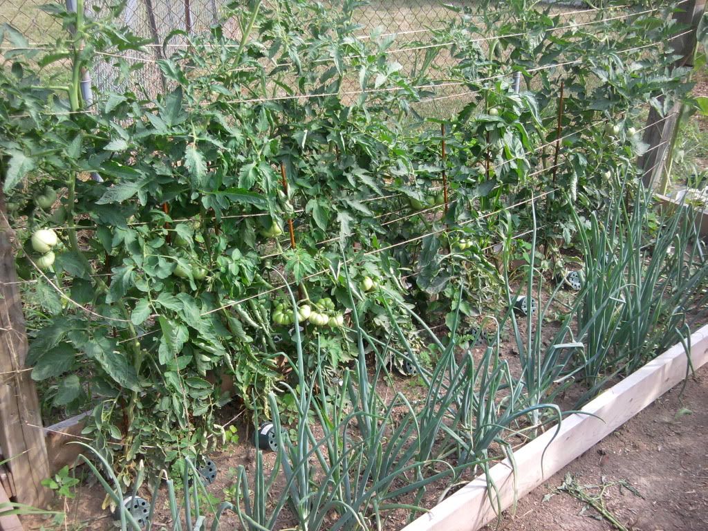 Single Stem Heirloom Tomato Garden Bed 2