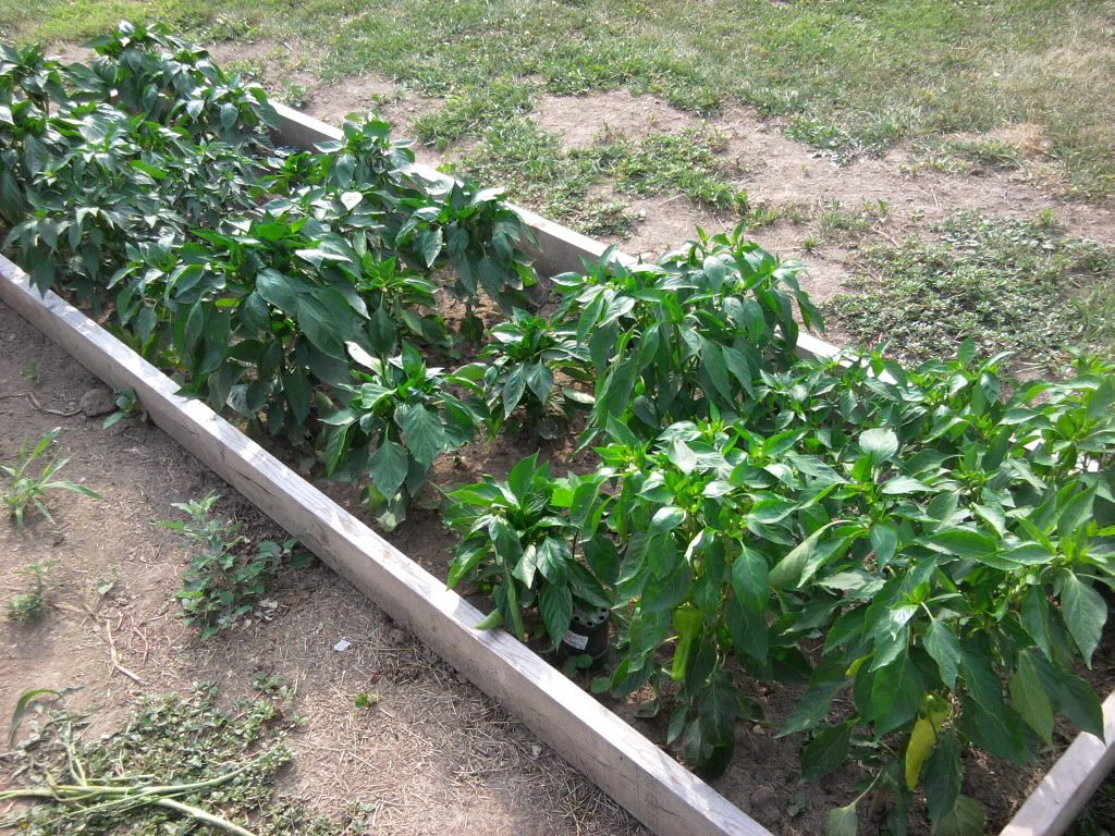 Sweet Pepper Square Foot Garden Bed