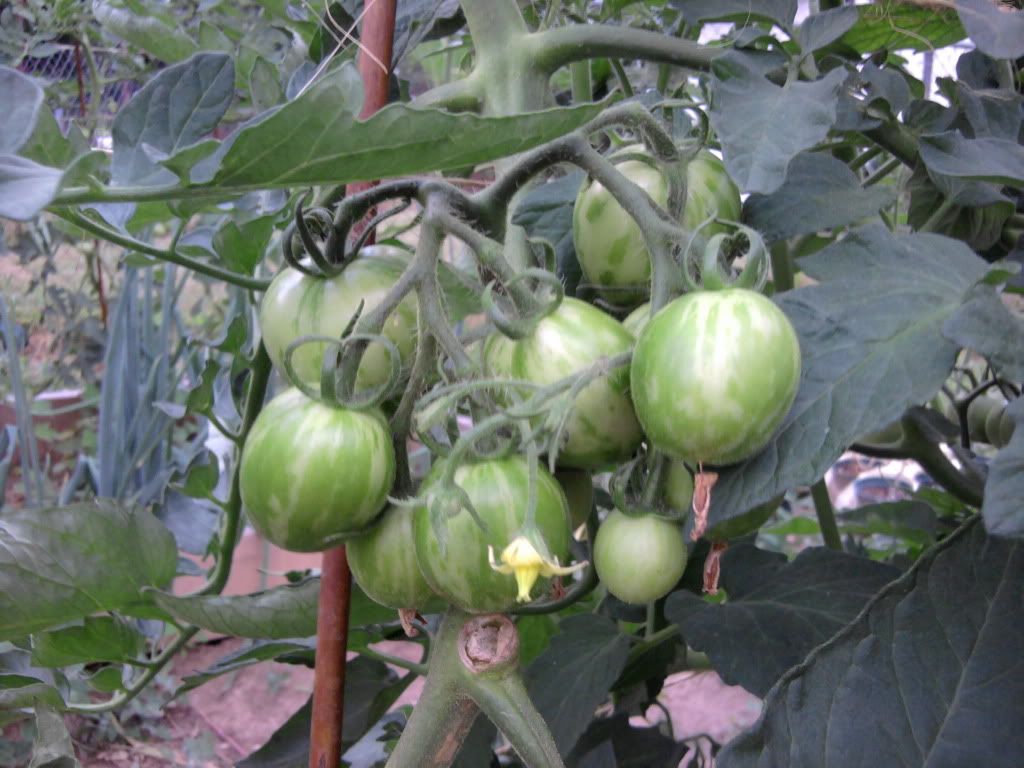 Tigerella Heirloom Tomato